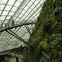 Singapour - Cloud Forest