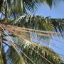 Polynésie française - La coco qu