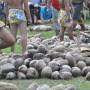 Polynésie française - 115 cocos à ouvrir et dont il faut extraire la pile en un temps record
