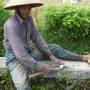Indonésie - rice field worker