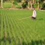 Indonésie - rice field workers