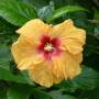 Nouvelle-Calédonie - Flower