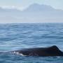 Nouvelle-Zélande - Kaikoura - Un sperm whale : cachalot