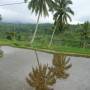 Indonésie - rice field