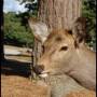 Japon - Bambi viens de Nara en fait mais personne ne voulais nous le dire ...