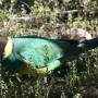 Australie - perroquet vert