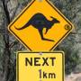 Australie - photo classique... kangourous!