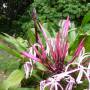 USA - fleurs sur Mauii