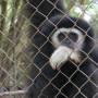 Thaïlande - Un gibbon