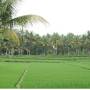 Indonésie - rizières