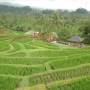 Indonésie - le vert est fantastique