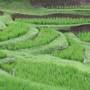 Indonésie - les rizières encore