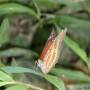 Laos - papillon