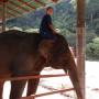 Thaïlande - et les gars... je suis sur un éléphant