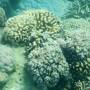 Nouvelle-Calédonie - les coraux en fleurs