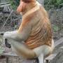 Malaisie - proboscis monkey: un nasique