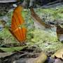 Mexique - papillon à Calakmul