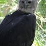 Belize - harpy agle