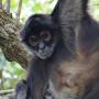 Belize - spider monkey