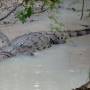 Belize - American crocodile