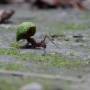 Guatemala - fourmis à Tikal