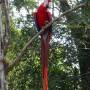 Honduras - Macaw
