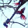 Honduras - Macaw
