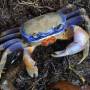 Costa Rica - crabe