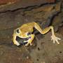 Costa Rica - grenouille masquee