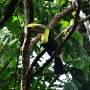 Costa Rica - toucan