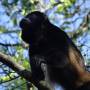 Costa Rica - singe hurleur