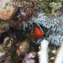 Australie - Nemo