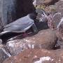 Équateur - GALAPAGOS - SEYMOUR NORTE - oiseau