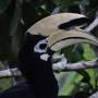 Malaisie - toucan