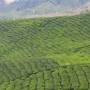 Malaisie - Plantations de thé