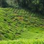 Malaisie - Plantations de thé