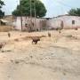 Togo - Chèvres