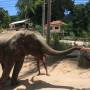 Thaïlande - Bébé éléphant
