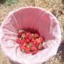 Nouvelle-Zélande - Strawberry picking