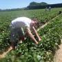 Nouvelle-Zélande - Strawberry picking