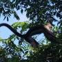 Costa Rica - Singe capucin