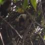 Costa Rica - Bébé de paresseux