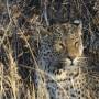 Namibie - leopard1
