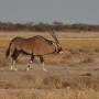 Namibie - oryx