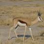 Namibie - springbok