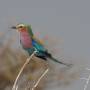 Namibie - oiseau