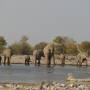 Namibie - elephant2