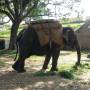 Inde - Elephant