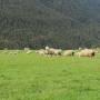 Nouvelle-Zélande - des moutons, des moutons des moutons