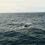 Nouvelle-Zélande - ouah trop impressionnantes les baleines